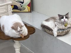 -共舞时光猫咖·狗咖(新街口店)