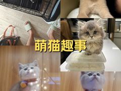 -欣宠猫屋·矮脚拿破仑·蓝金金渐层