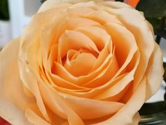 -八喜冰淇淋蛋糕(双井店)