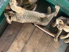 -秦皇岛野生动物园