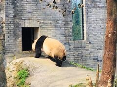 -都江堰中华大熊猫苑