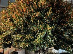 -成都安仁福朋喜来登酒店