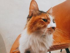 -玫瑰咖啡(中山六路店)