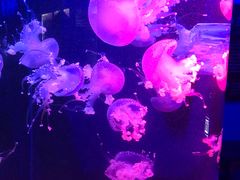 -梦幻海洋王国(吾悦广场张家港店)