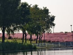 -贡湖湾湿地公园