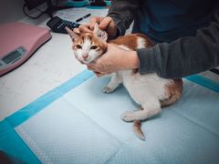 -福州肆爪动物医院