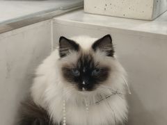 -共舞时光猫咖·狗咖(新街口店)