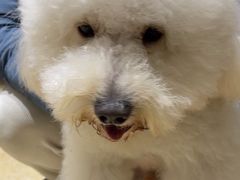 -集宠猫柠宠物生活馆