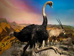 -国家自然博物馆