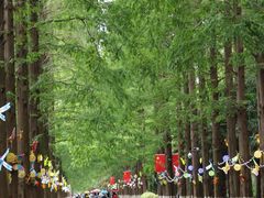 -黄海国家森林公园