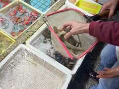 -霞涌市场海鲜摆卖区