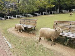 -神户市立六甲山牧场