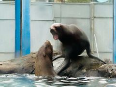 -海合安成都极地海洋公园