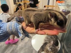 -楼上猫咖(罗湖店)