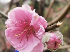 -桃花涧