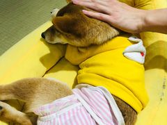 -逗柴咖啡屋·狗咖猫咖宠物桌游