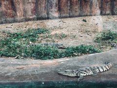 -清迈夜间动物园