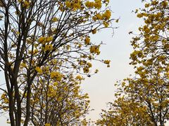 -洲头咀公园