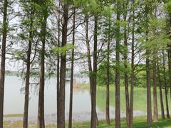 -贡湖湾湿地公园