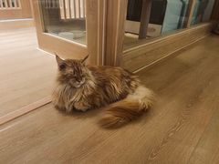 -猫腻·猫咖·撸猫馆(星光大道店)