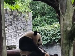 -都江堰中华大熊猫苑