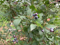 -金谷域澳洲庄园