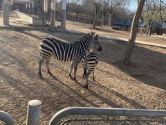 -石家庄市动物园