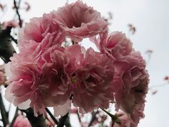 -天适樱花悠乐园