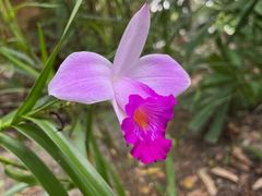 -武吉知马自然保护区