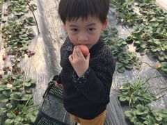 -喜杨洋草莓采摘园