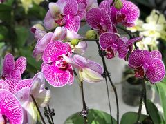 -上海鲜花港