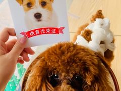 -芭比堂动物医院·24小时·眼科中心(深圳中心)