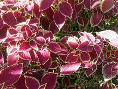 -武清南湖绿博园