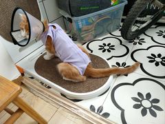 -美联众合动物医院·24h转诊中心
