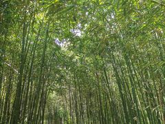 -同里国家湿地公园
