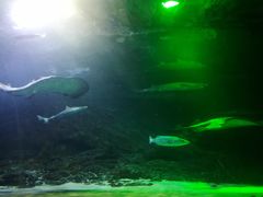 -凯莉-塔尔敦海洋生物水族馆