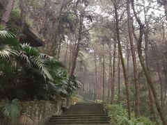 -铁山坪森林公园