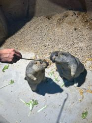 -酷嗒动物文化乐园(cutezoo西溪乐天城店)