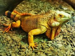 -海合安武汉极地海洋公园