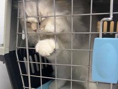 -瑞派康怡24h宠物医院·犬猫医疗中心·微创绝育(瑞景分院)
