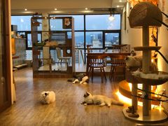 大堂-猫小主咖啡·猫咖cat cafe(福田店)