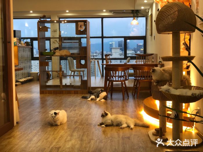 猫小主咖啡·猫咖cat cafe(福田店)大堂图片