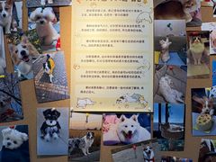 -翊宠yipet猫狗购宠庄园犬舍•猫舍