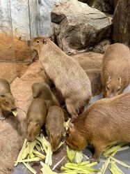 -Zoolung Zoolung动物主题公园(海信广场店)