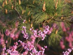 -天台山赤城山景区