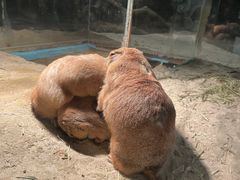 -绿色星球动物主题公园