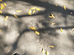 -素清香(解放路店)