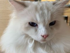 -瞄一喵猫咖(格力海岸店)