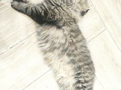 -安格丽娜·狗咖·猫咖羊驼咖(春熙路百盛商场店)