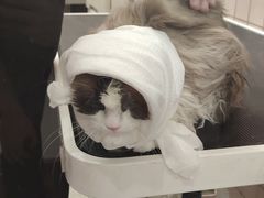 -FAELING PETS美天灵宠物(富力广场店)
